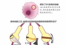 這種“滅癌”病毒 猴子測(cè)試后無不良反應(yīng)