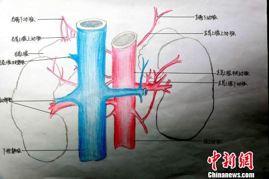 青海護士手繪人體局部解剖圖顯醫學大美