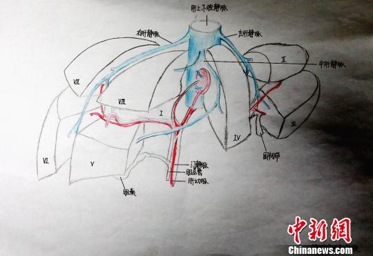 青海護士手繪人體局部解剖圖顯醫學大美