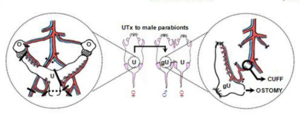 男人也能生娃了?中國科學家成功讓公鼠懷孕,產下10只幼崽!-易網健康養生網 男人也能生娃了?中國科學家成功讓公鼠懷孕,產下10只幼崽!