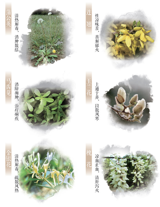春日這些常見的花草,原來都是中藥(服務(wù)窗)-易網(wǎng)健康<a href=http://www.fnaogov.cn/jkys/ target=_blank class=infotextkey>養(yǎng)生</a>網(wǎng) 春日這些常見的花草,原來都是中藥(服務(wù)窗)