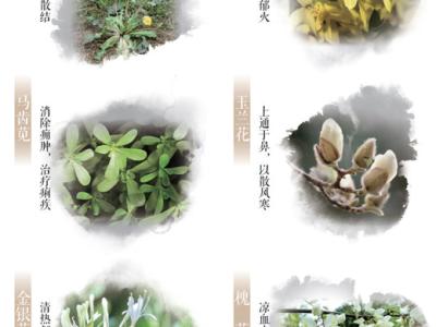 春日這些常見的花草，原來都是中藥（服務(wù)窗）