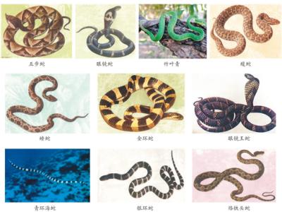 蛇咬、蟲蜇……如何應對常見動物傷害？