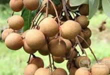 孕期吃這幾種水果，小心對胎兒不利
