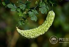 枸杞和它一起吃，不僅營養(yǎng)全無，還會損傷內臟！