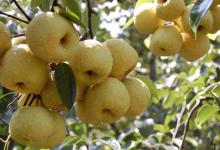 梨的5大好處，除了潤(rùn)肺清燥，還有這些功效
