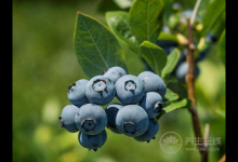 4種水果，過了25歲堅(jiān)持吃，比護(hù)膚品更保養(yǎng)