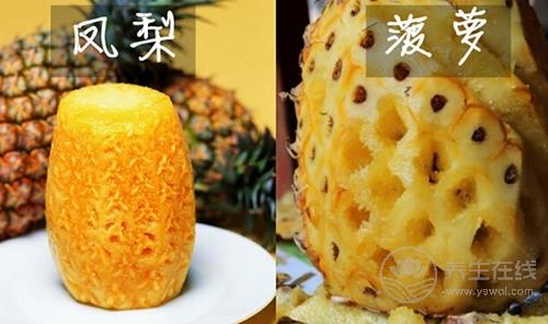 菠蘿鳳梨傻傻分不清 菠蘿和鳳梨究竟是不是一樣的東西？