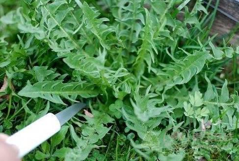 農村這三種野菜，高血壓、酒精肝、動脈硬化的人要多吃！