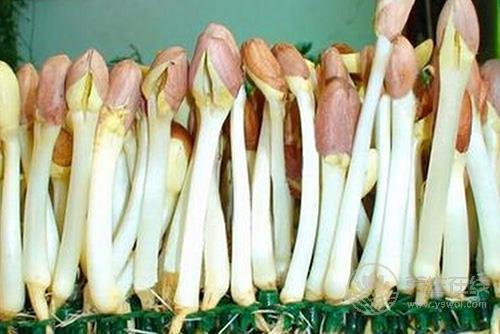 鮮為人知 這物居然是長(zhǎng)壽菜