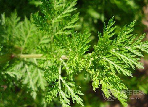 農(nóng)歷5月養(yǎng)生，全靠田間4寶，用好疾病不來找