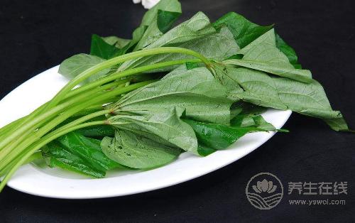 紅薯葉其貌不凡,有“蔬菜中的人參”之稱,不愛吃的虧了 紅薯葉其貌不凡,有“蔬菜中的人參”之稱,不愛吃的虧了