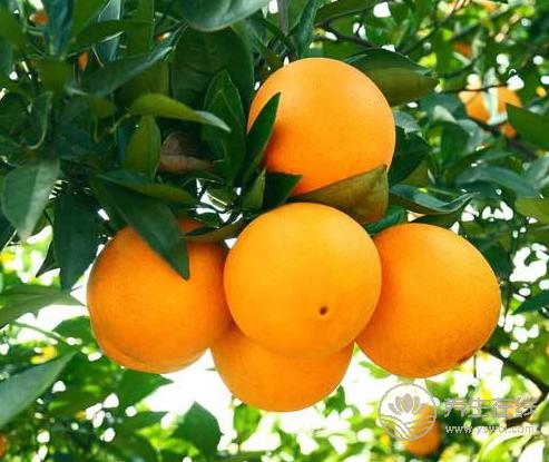 秋季適合吃橘子，常吃能收獲4大好處