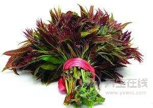 野菜營養(yǎng)高 不識(shí)慎食用