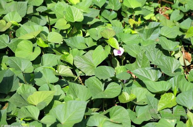 4月份，養肝補血應該多吃3種野菜