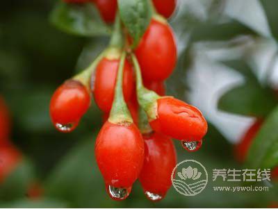 這種食物不但護(hù)眼,還可養(yǎng)肝腎、防貧血 這種食物不但護(hù)眼,還可養(yǎng)肝腎、防貧血