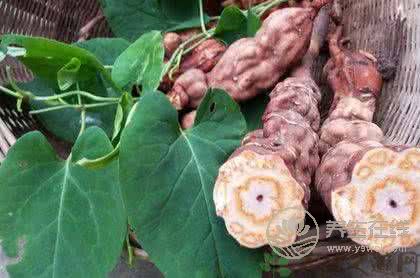 陰虛吃什么？4種食物滋陰又養顏
