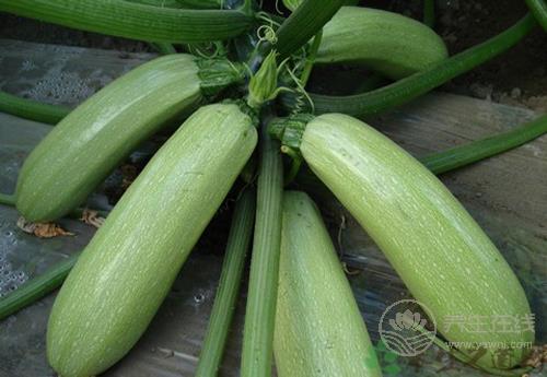 經(jīng)常吃西葫蘆,有這些好處 經(jīng)常吃西葫蘆,有這些好處