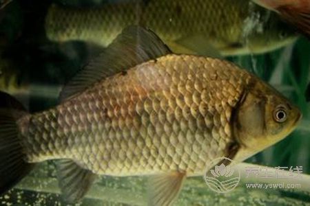 清燉鯽魚湯燉雖然鮮美，但是一些人不適合喝