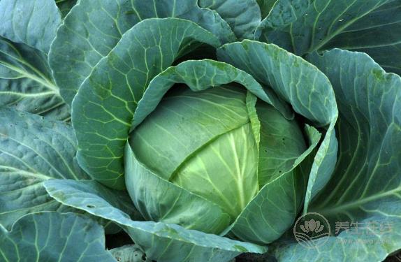 養(yǎng)胃助消化的食物，這5種是“高手”！