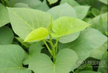 紅薯葉其貌不凡，有“蔬菜中的人參”之稱，不愛吃的虧了