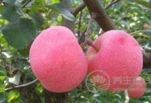 別輕易吃藥，哪不舒服，就吃哪種水果吧