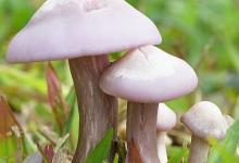 癌癥無(wú)情，平常需多吃4物，杜絕癌癥保健康