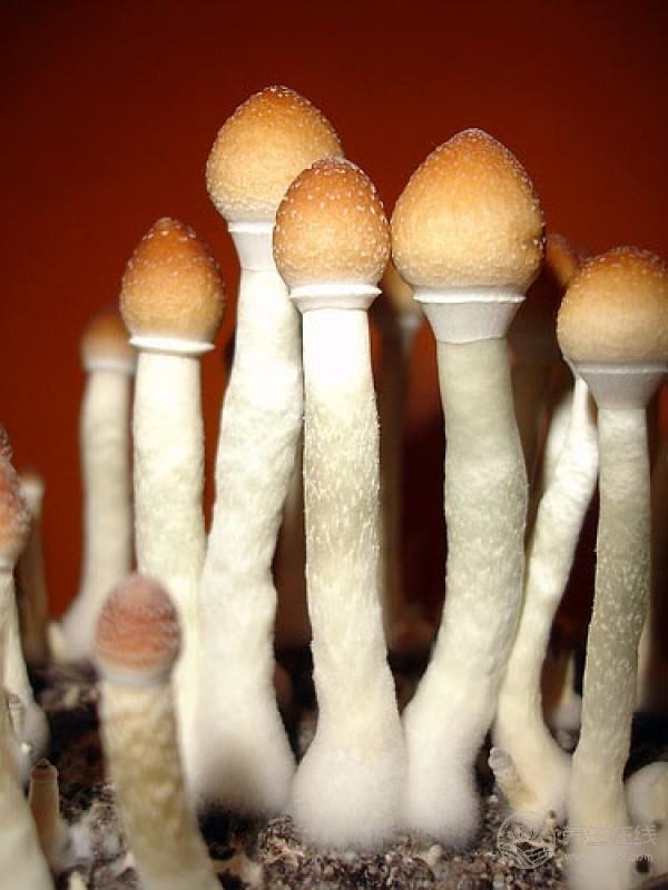 免疫力低下?多吃這4種食物,有助于提高免疫力 免疫力低下?多吃這4種食物,有助于提高免疫力