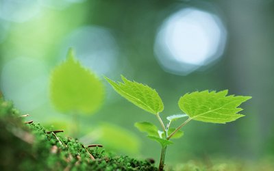 哪些植物適合放在房間里對(duì)人體比較好