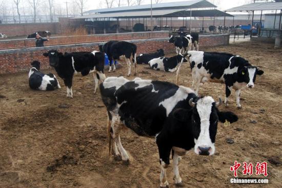 國產奶是不是能百分之百放心喝?-易網健康<a href=http://www.fnaogov.cn/jkys/ target=_blank class=infotextkey>養生</a>網 國產奶是不是能百分之百放心喝?