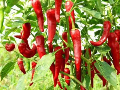 這四種食物或許能關(guān)閉癌細(xì)胞一定要吃