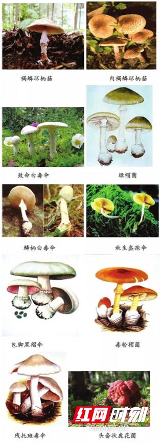 食菌季，中毒專家教您如何識別毒蘑菇