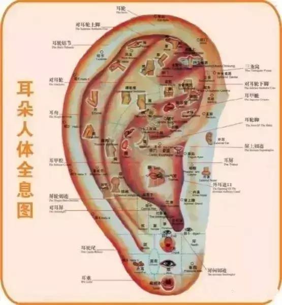 這一位置,拉的越大,腎就就越好,男人女人都合適-易網(wǎng)<a href=http://www.fnaogov.cn/ target=_blank class=infotextkey>健康養(yǎng)生</a>網(wǎng) 這一位置,拉的越大,腎就就越好,男人女人都合適