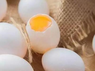 鴿蛋的作用與功效 鴿蛋的營(yíng)養(yǎng)成分