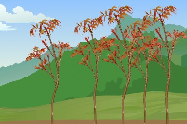 院子里可以種香椿樹(shù)嗎 種植香椿樹(shù)的注意事項(xiàng)