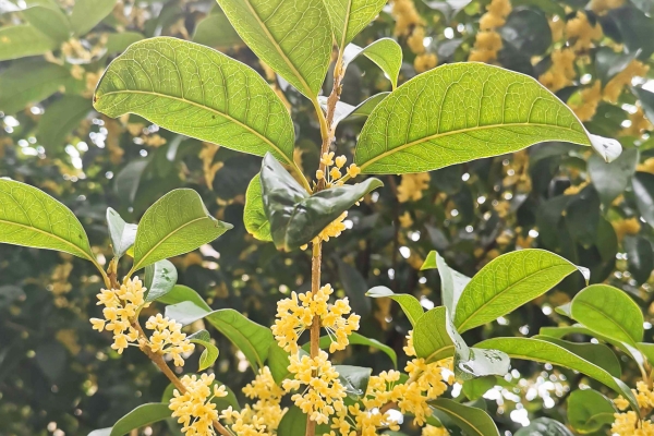 桂花的功效與作用、禁忌和食用方法