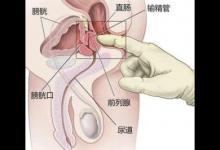 它是男人的命根所在，六個功能是關鍵