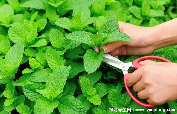 薄荷為什么是姨媽殺手，雖能緩解痛經但害處也是日積月累
