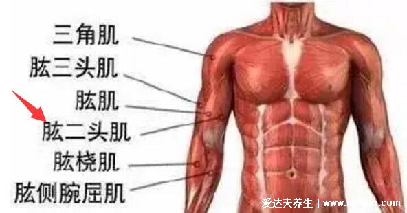 一頭肌是在什么部位圖片，肱二頭肌的下半部分(醫(yī)學上并不存在)