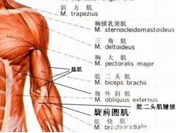 一頭肌是在什么部位圖片，肱二頭肌的下半部分(醫(yī)學上并不存在)
