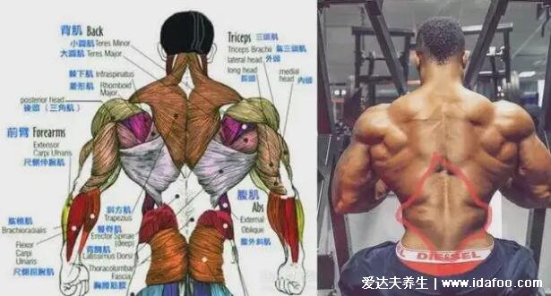 一頭肌是在什么部位圖片，肱二頭肌的下半部分(醫(yī)學上并不存在)