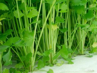 減肥期間吃什么最容易瘦？減肥餐食譜大全