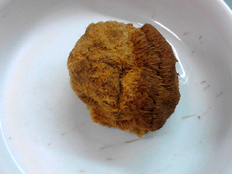 參芪猴菇燉雞的做法-咸鮮味燉菜譜-易網(wǎng)健康養(yǎng)生網(wǎng) 參芪猴菇燉雞的做法-咸鮮味燉菜譜