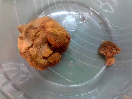 參芪猴菇燉雞的做法-咸鮮味燉菜譜-易網(wǎng)健康養(yǎng)生網(wǎng) 參芪猴菇燉雞的做法-咸鮮味燉菜譜