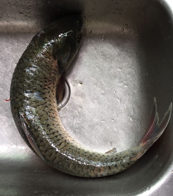 泡兒菜燒草魚的做法-酸辣味燒菜譜-易網<a href=http://www.fnaogov.cn/ target=_blank class=infotextkey>健康養生</a>網 泡兒菜燒草魚的做法-酸辣味燒菜譜