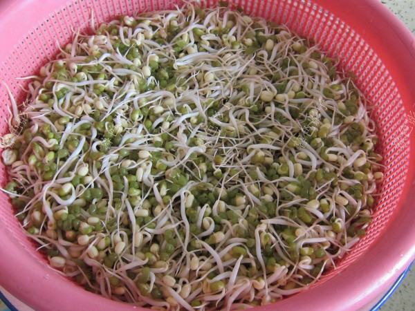 自家發(fā)的綠豆芽的做法-家常味炒菜譜