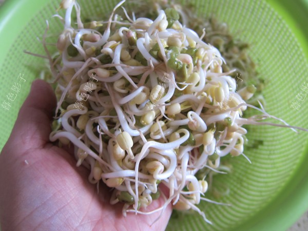 自家發(fā)的綠豆芽的做法-家常味炒菜譜