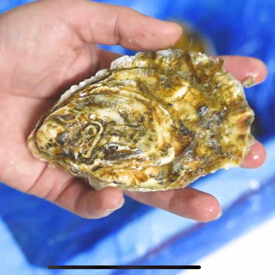 烤箱烤生蠔的做法-香辣味烤菜譜-易網<a href=http://www.fnaogov.cn/ target=_blank class=infotextkey>健康養生</a>網 烤箱烤生蠔的做法-香辣味烤菜譜