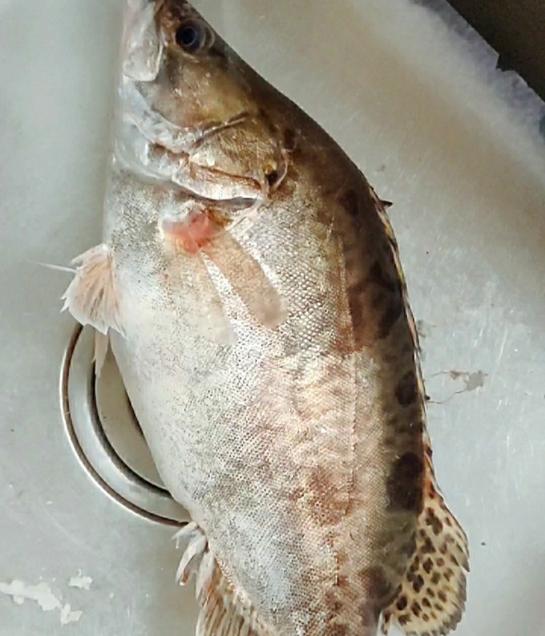 松鼠鱖魚(yú)的做法-酸甜味炸菜譜
