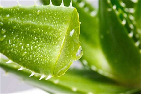 美容護膚小竅門：珍珠粉能美容？蘆薈膠可以祛痘？